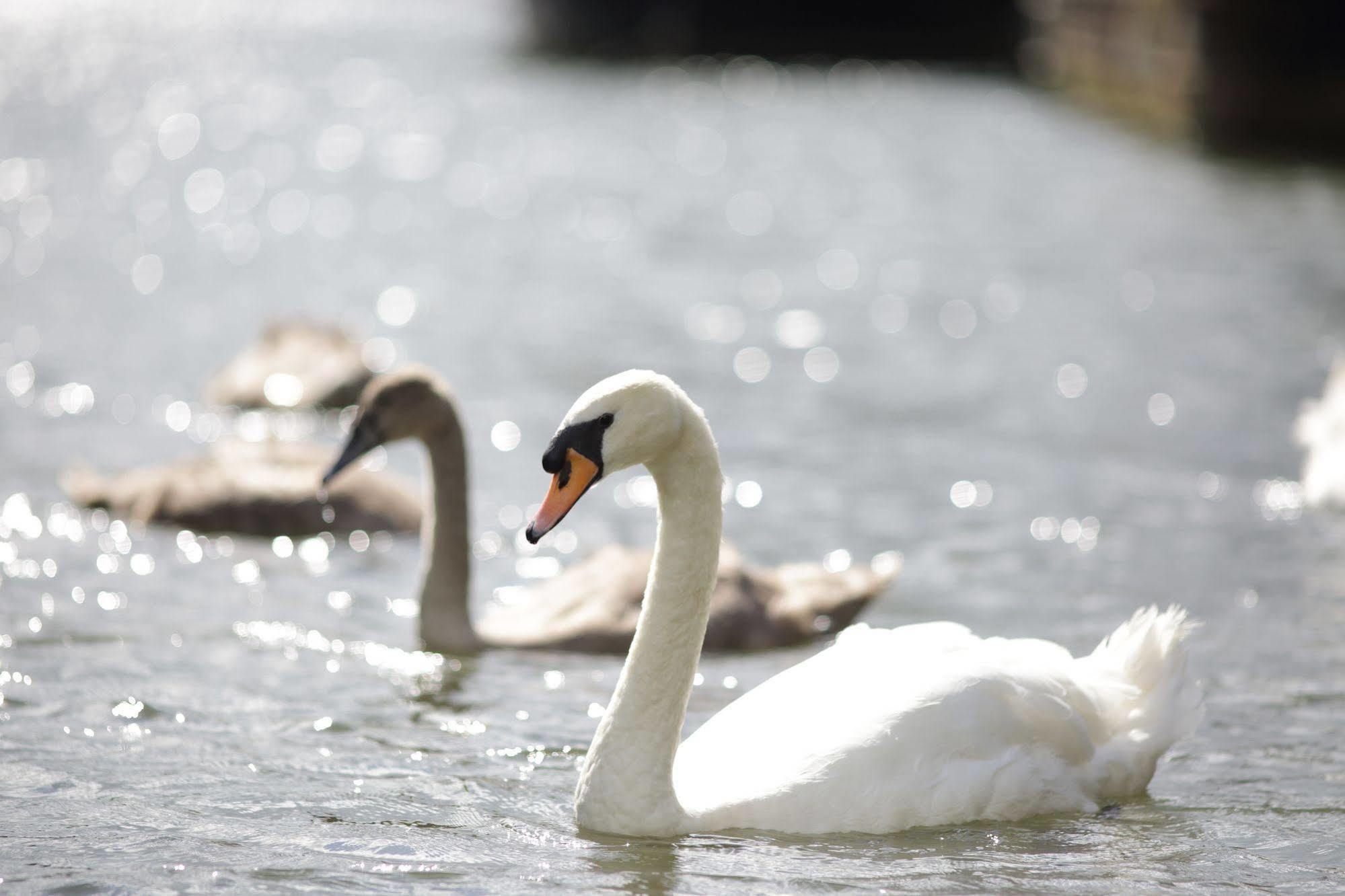 Hotel The Runnymede On Thames (Adults Only) Egham Exteriér fotografie
